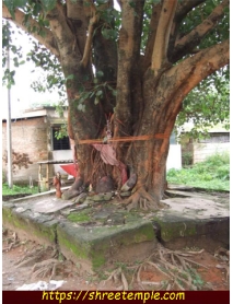 Peepal Tree Puja 