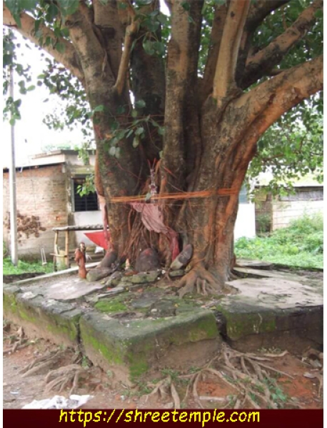 Peepal Tree Puja 